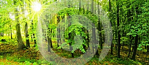 Beech trees forest at spring daylight
