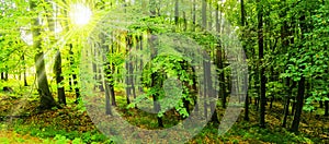 Beech trees forest at spring daylight