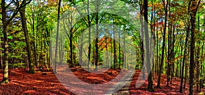 Beech trees forest/woodland with gravel road at autumn afternoon daylight