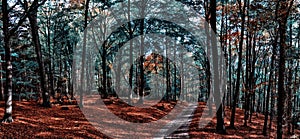 Beech trees forest/woodland with gravel road at autumn afternoon daylight