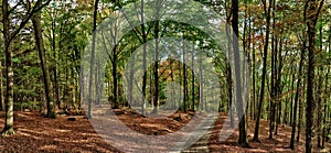 Beech trees forest/woodland with gravel road at autumn afternoon daylight