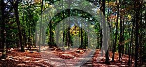 Beech trees forest/woodland with gravel road at autumn afternoon daylight