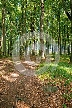 Beech trees with fresh green foliage in sunlight