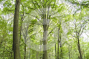 Beech trees green forest landscape