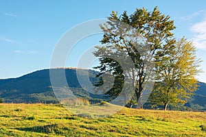 Beech trees on the hill at sunset