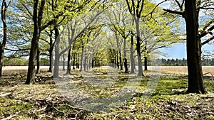 Beech trees lane in the National Park Hoge Veluwe.