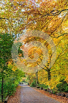 Beech trees with leaf in autumn color in natural forest along a paved road