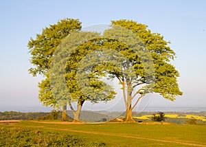 Beech trees on the Quantock Hills in Somerset