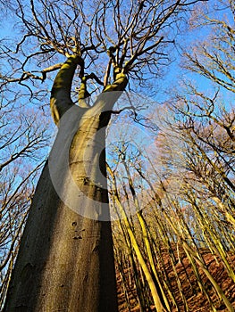 Beech trees reach the heaven