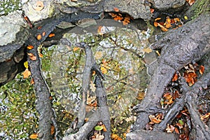 Beech trees reflected in a pond