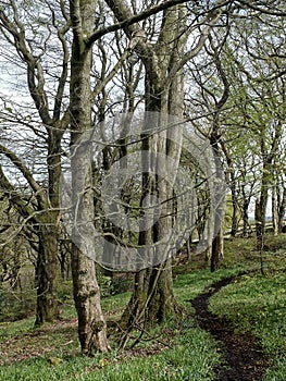 Beech trees in spring woodland with grass covered forest floor and a winding dirt path running into the distance