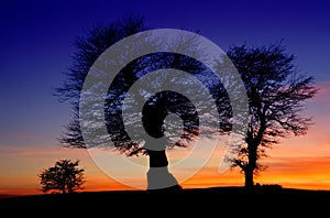 Beech trees at sunset