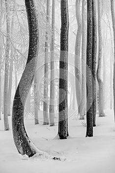 Beech trees trunks in beech forest