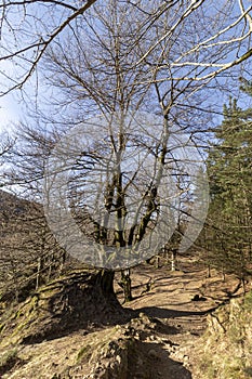 between beech trees in the urkiola natural park on a winter day