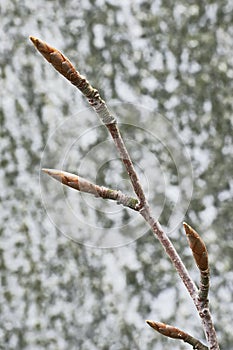 Beech twig