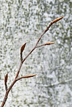 Beech twig
