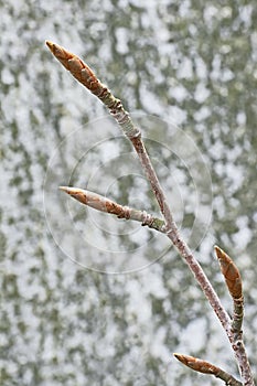 Beech twig