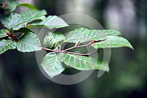 Beech twig with leaves  Fagus sylvatica