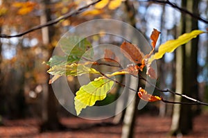 Beech Woodland in Autumn with beech leaves in focus close up