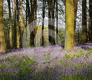 Beech Woodland and Bluebells