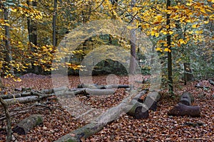 Beech woodland, Burnham Beeches, Buckinghamshire, UK