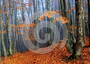 Beechen autumn wood