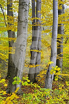 Beechen trees Fagus sylvatica L. in the fall