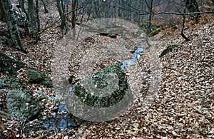 Beechen wood in the Crimean mountains