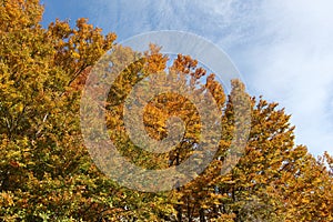 Beeches in autumn, the branches and the leaves