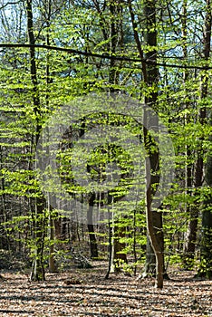 Beeches with fresh leaves in spring