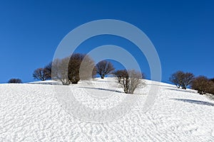 Beeches on Mount San Primo (North Italy) photo