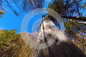 Beeches and Pines from bottom view