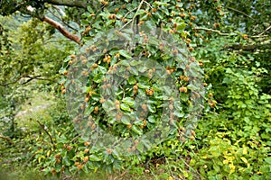 Beechmast on the beech tree branch, Slovakia