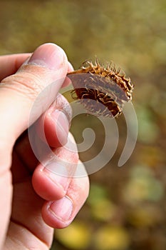 Beechnut in a hand