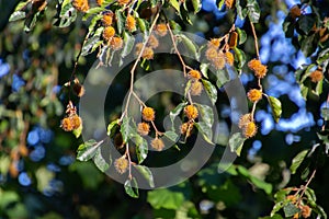 Beechnut hanging on a branch of a beech tree, also called Fagus sylvatica or Buchecker