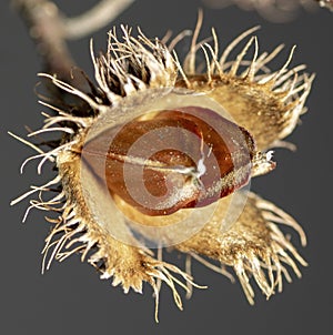 Beechnut isolated on dark background. Beech fruit. Close up. Macro