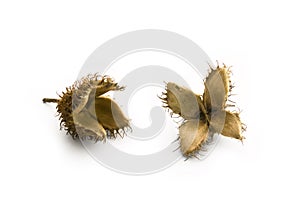 Beechnut seeds