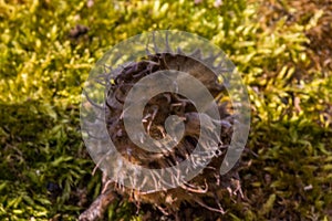 Beechnut shell on forest soil