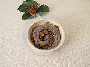 Beechnuts from the beech in a wooden bowl