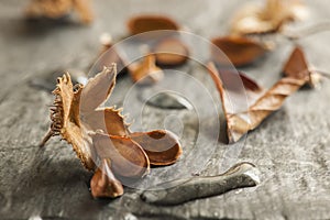 Beechnuts with long water drops