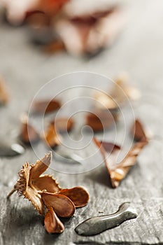 Beechnuts with long water drops vertical