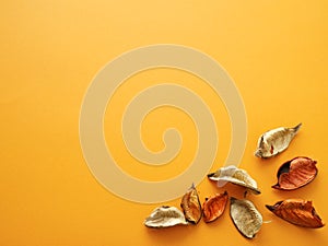 Beechnuts on orange background