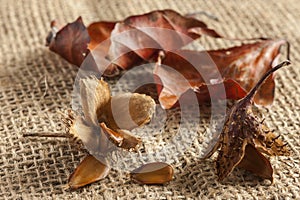 Beechnuts pods with three nuts and two leaves