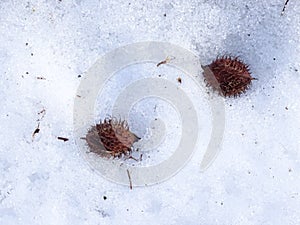 Beechnuts on the snow