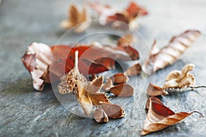 Beechnuts and various leaves on plate