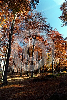 Beechtree forest in the fall