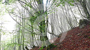 Beechwood and fog. Basque Country, Spain,