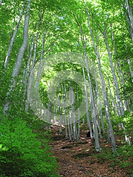 Beechwood forest