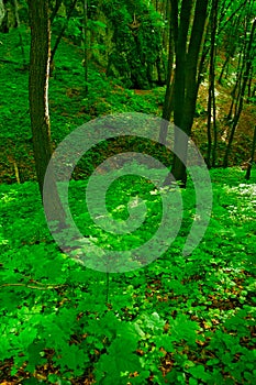 Beechwood forest. Beech Fagion sylvaticae trees growing in woodland.