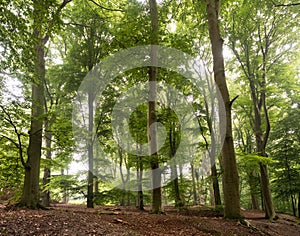 Beechwood forest near Kleve